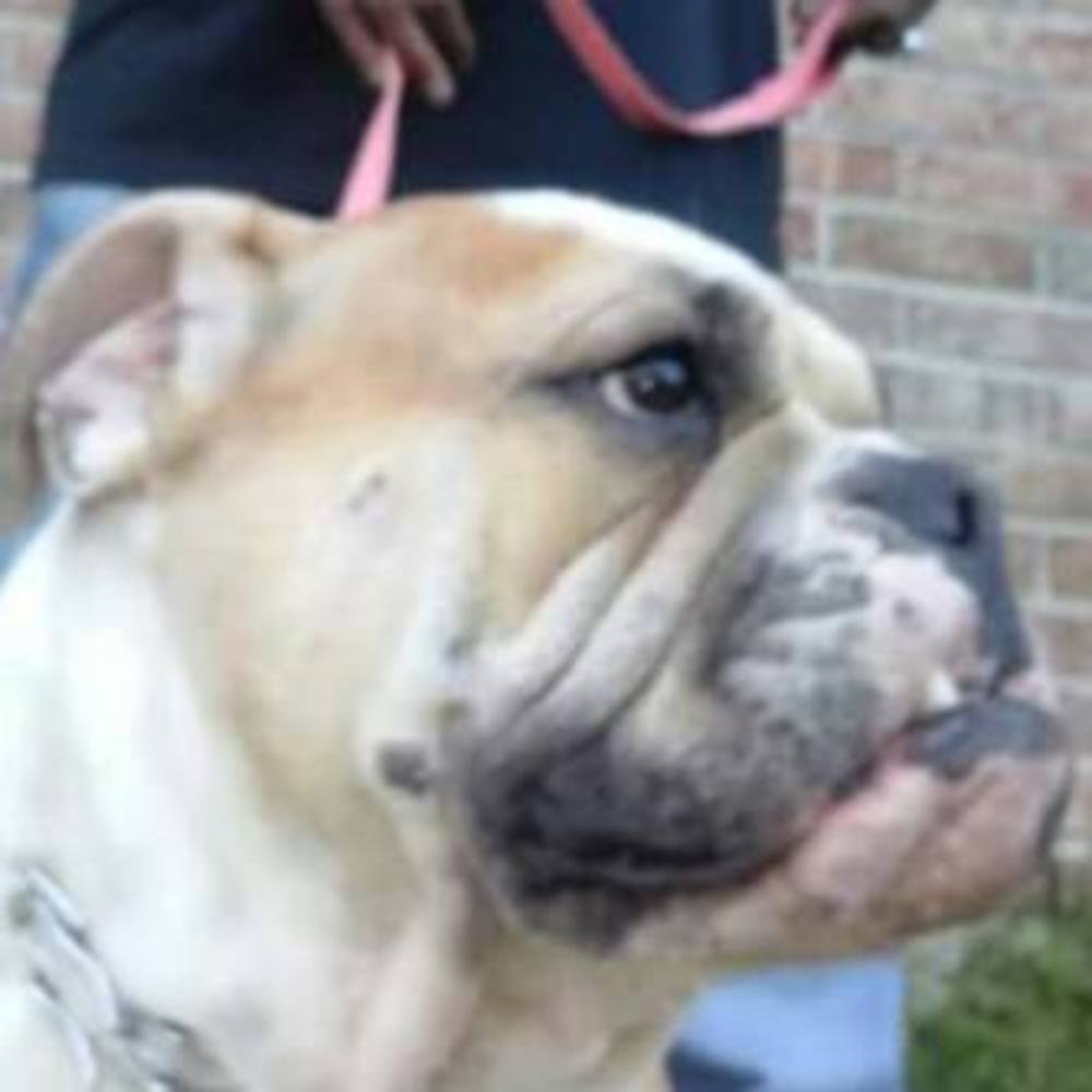 Meet your Posher, Bigc